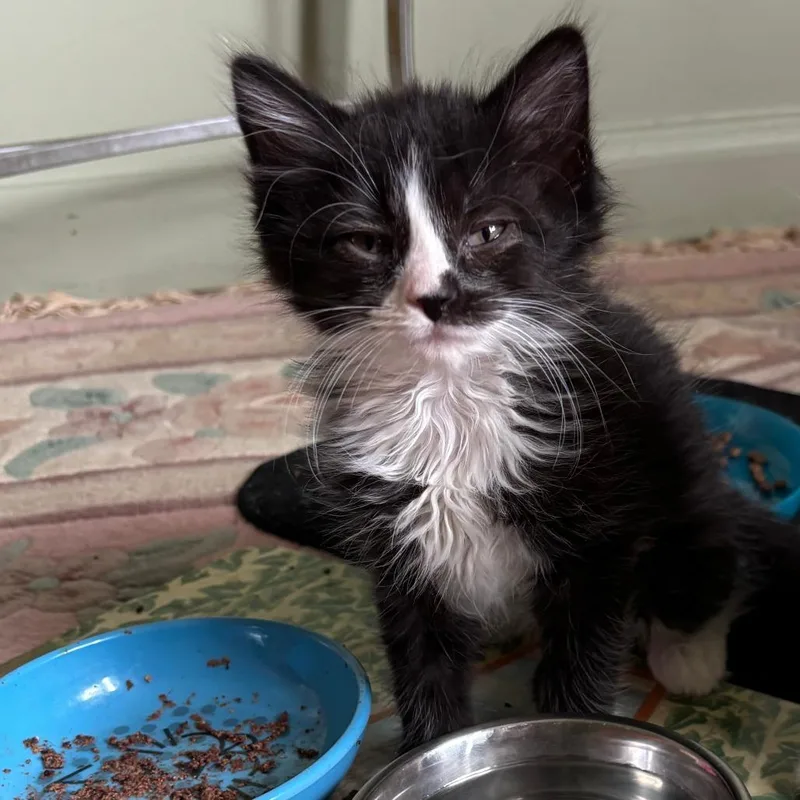 A baby small-sized female Black Domestic Short Hair cat named Medea for adoption in Baltimore, MD