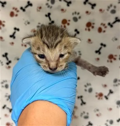 A baby small-sized female Domestic Short Hair cat named Lily for adoption in Riverside, CA
