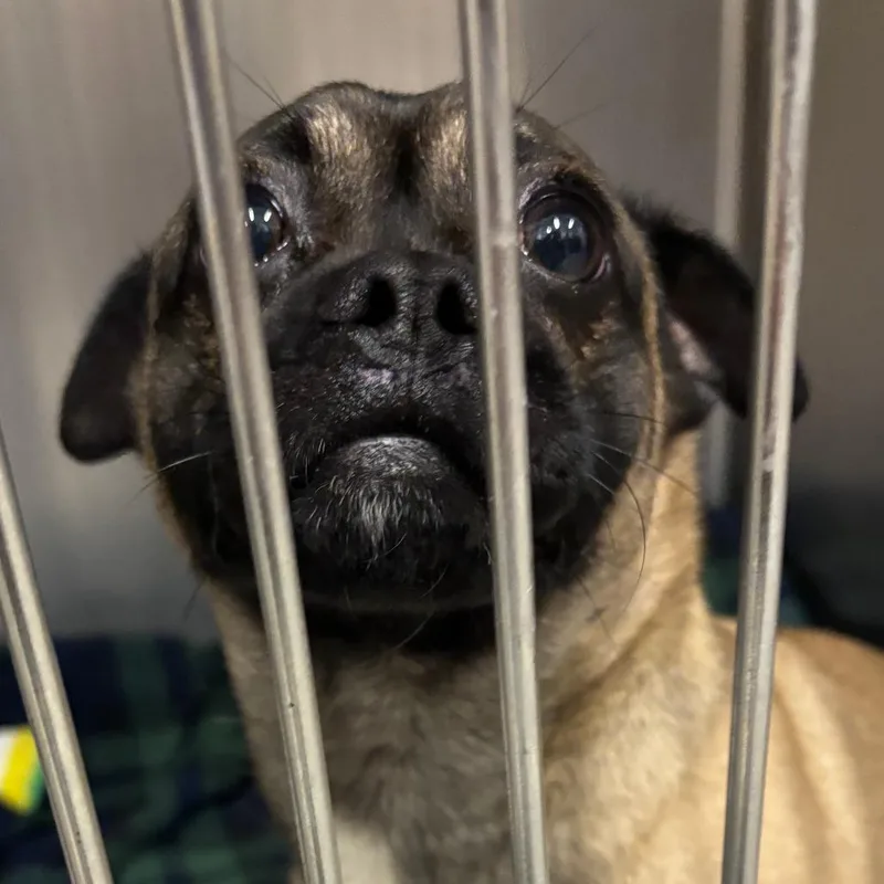 An adult small-sized male Yellow / Tan / Blond / Fawn Pug dog named Walter for adoption in Matteson, IL