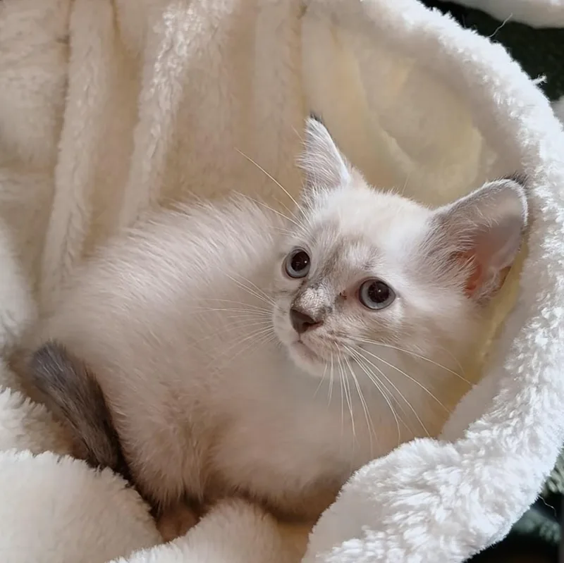 Princess Purrla