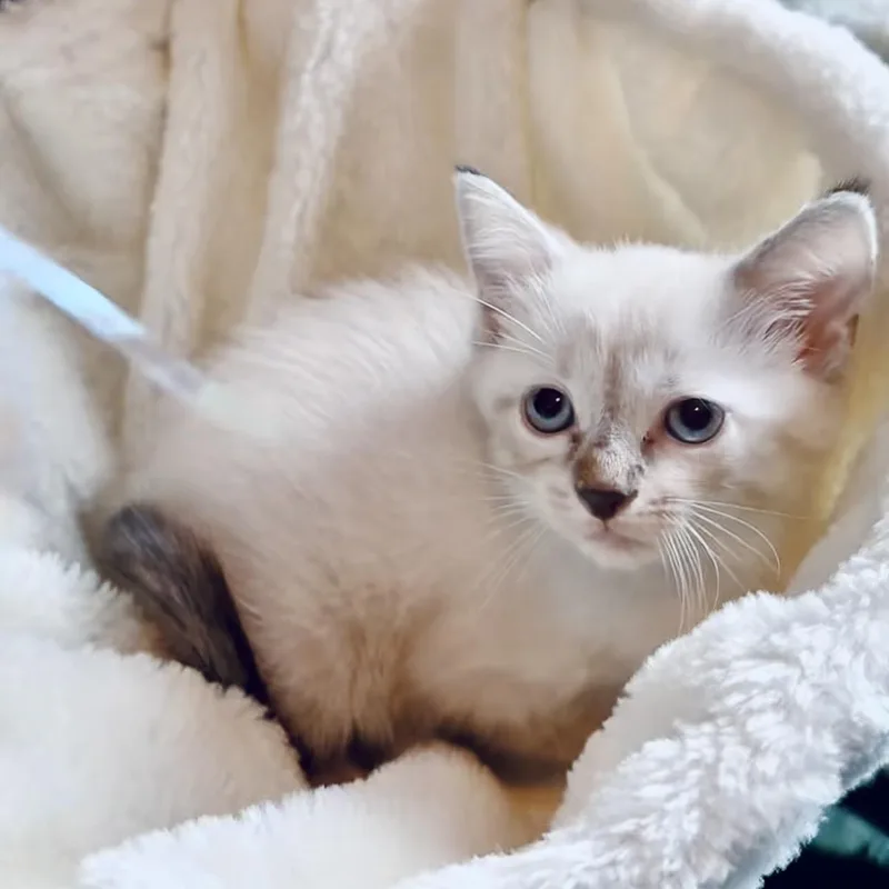 Princess Purrla thumbnail 2
