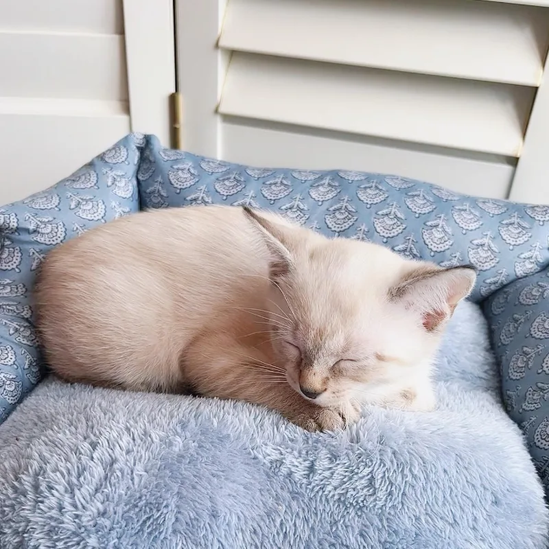 Princess Purrla thumbnail 3