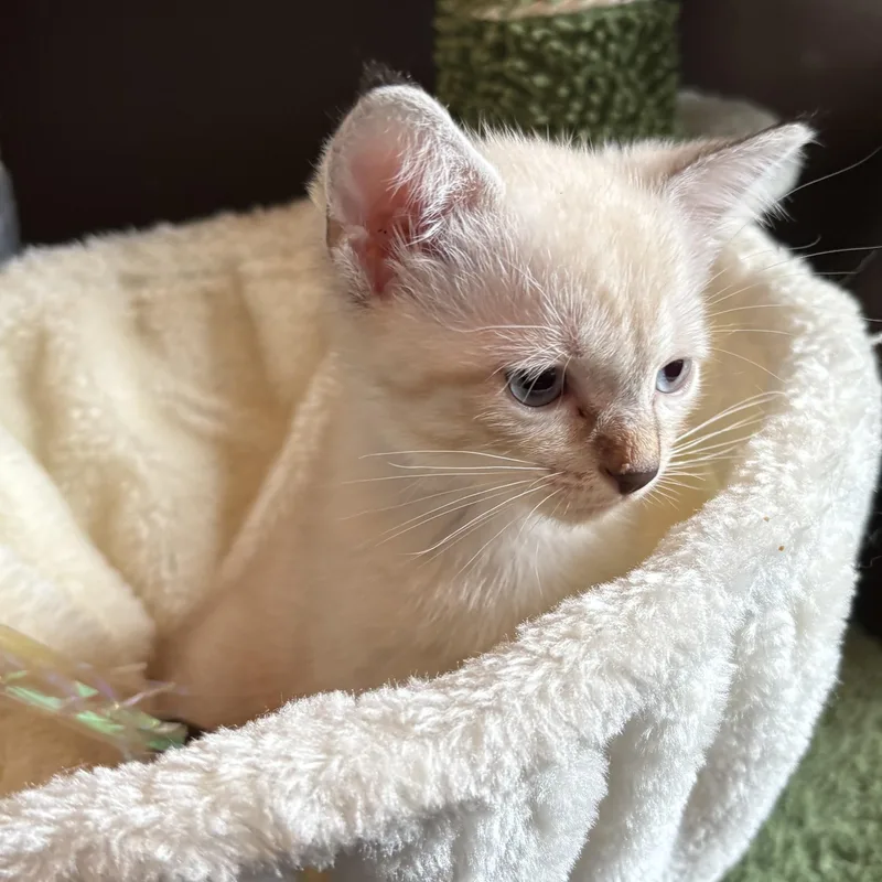 Princess Purrla thumbnail 4