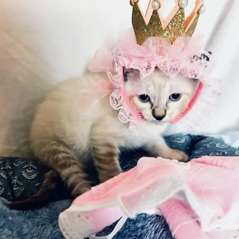 Princess Purrla thumbnail 5