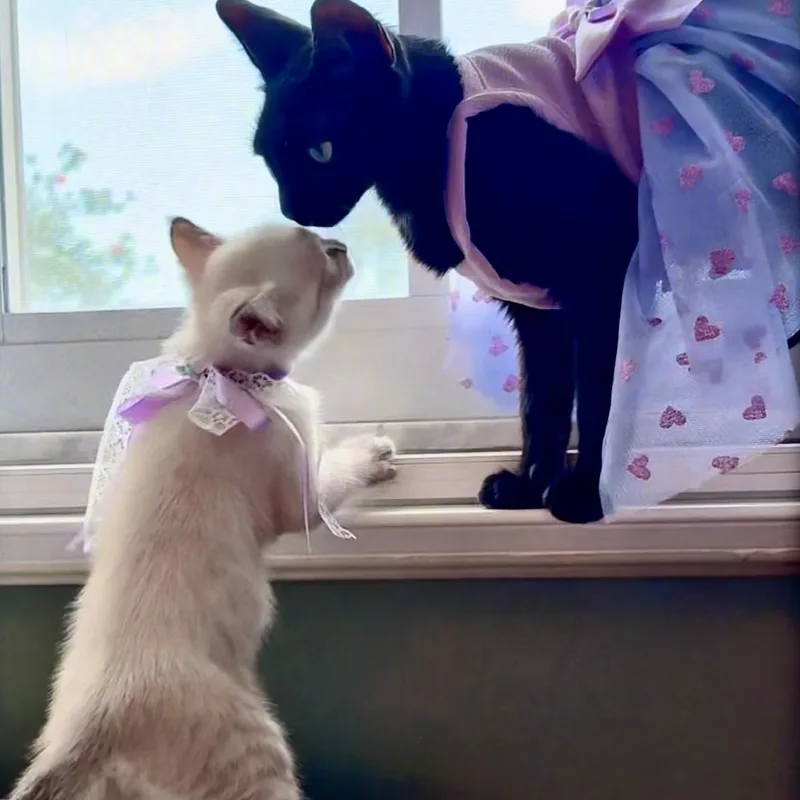 Princess Purrla thumbnail 6