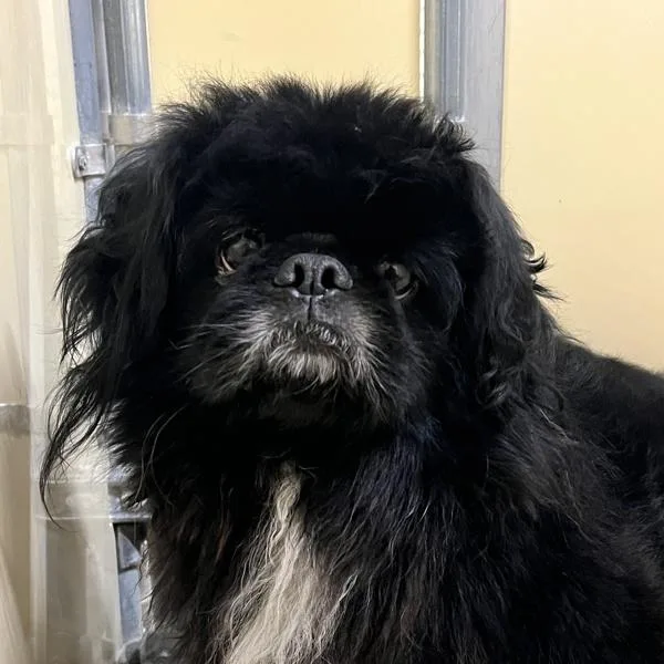An adult small-sized male Pekingese dog named Jet for adoption in Sioux City, IA