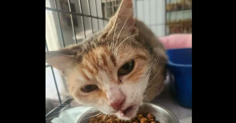 An adult medium-sized female Domestic Short Hair cat named Bella for adoption in Salisbury, NC