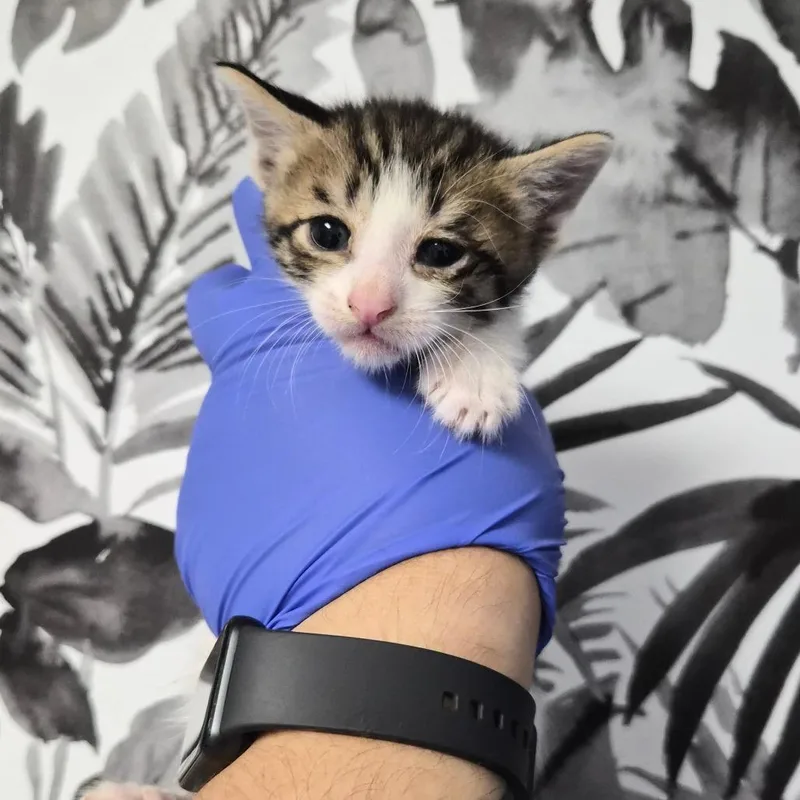 A baby small-sized male Brown / Chocolate Domestic Short Hair cat named Comet for adoption in Wahiawa, HI