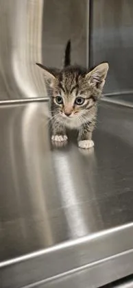 A baby small-sized female Domestic Short Hair cat named Princess Peach for adoption in Daphne, AL