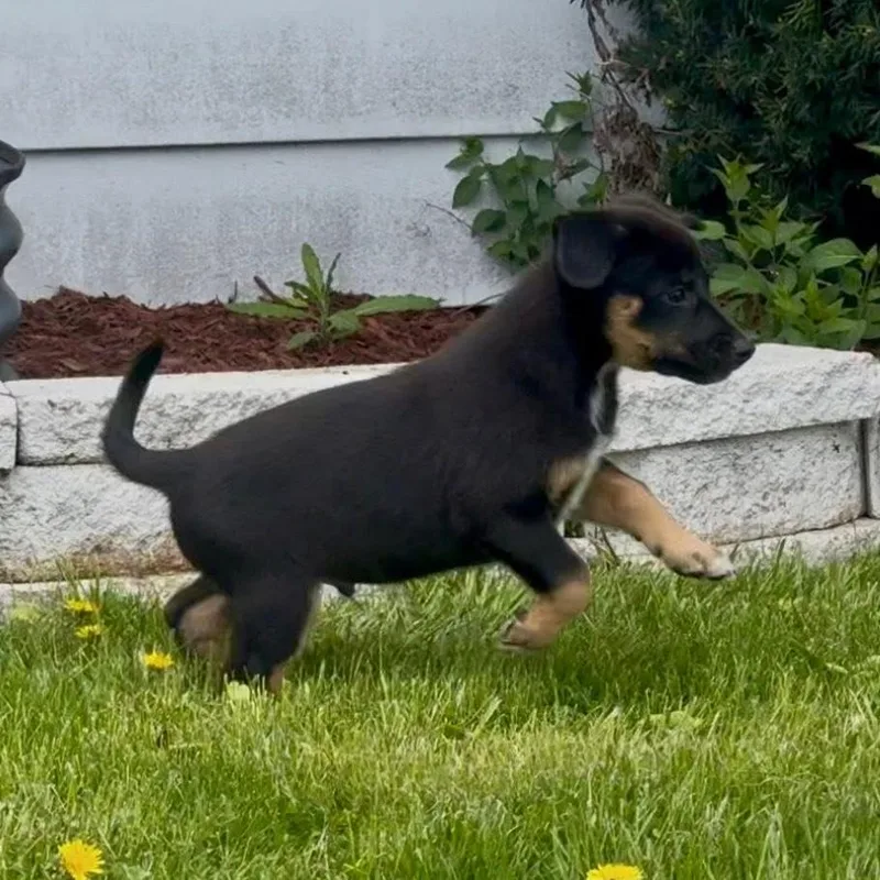 A baby medium-sized male Black Mixed Breed dog named Xaden for adoption in Joliet, IL