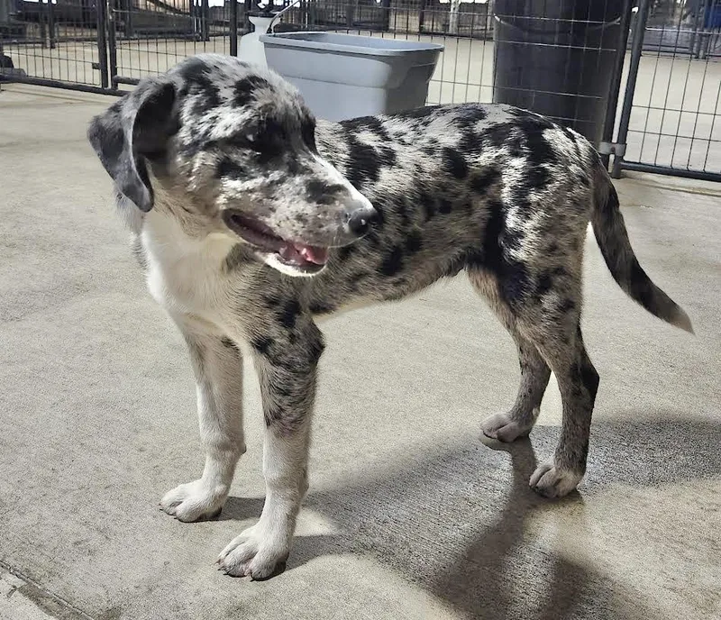 A baby medium-sized male Australian Shepherd dog named Connor for adoption in Manchester, CT
