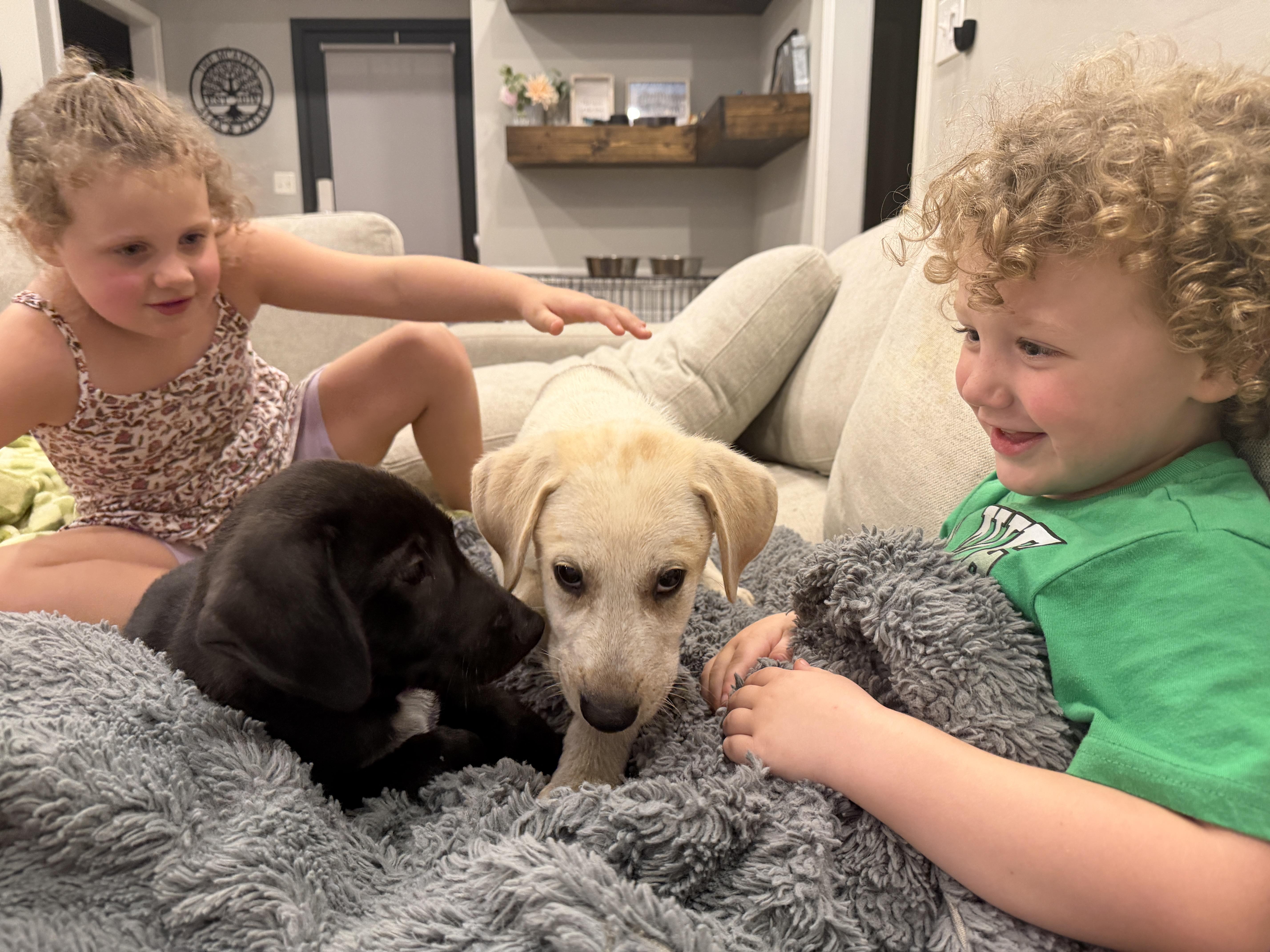 A baby medium-sized male Black Labrador Retriever dog named Alan for adoption in Cordova, TN
