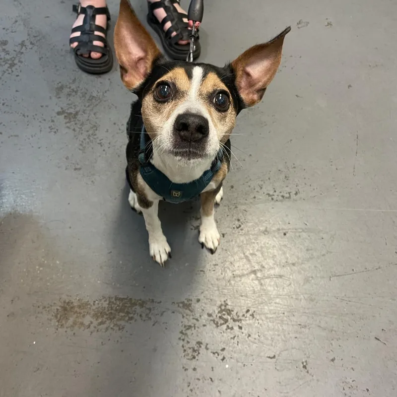 A senior small-sized male Black Mixed Breed dog named Lunar Ray for adoption in Tacoma, WA