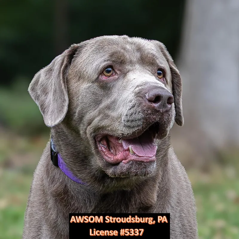 An adult large-sized male Chocolate Labrador Retriever dog named Doc for adoption in Stroudsburg, PA