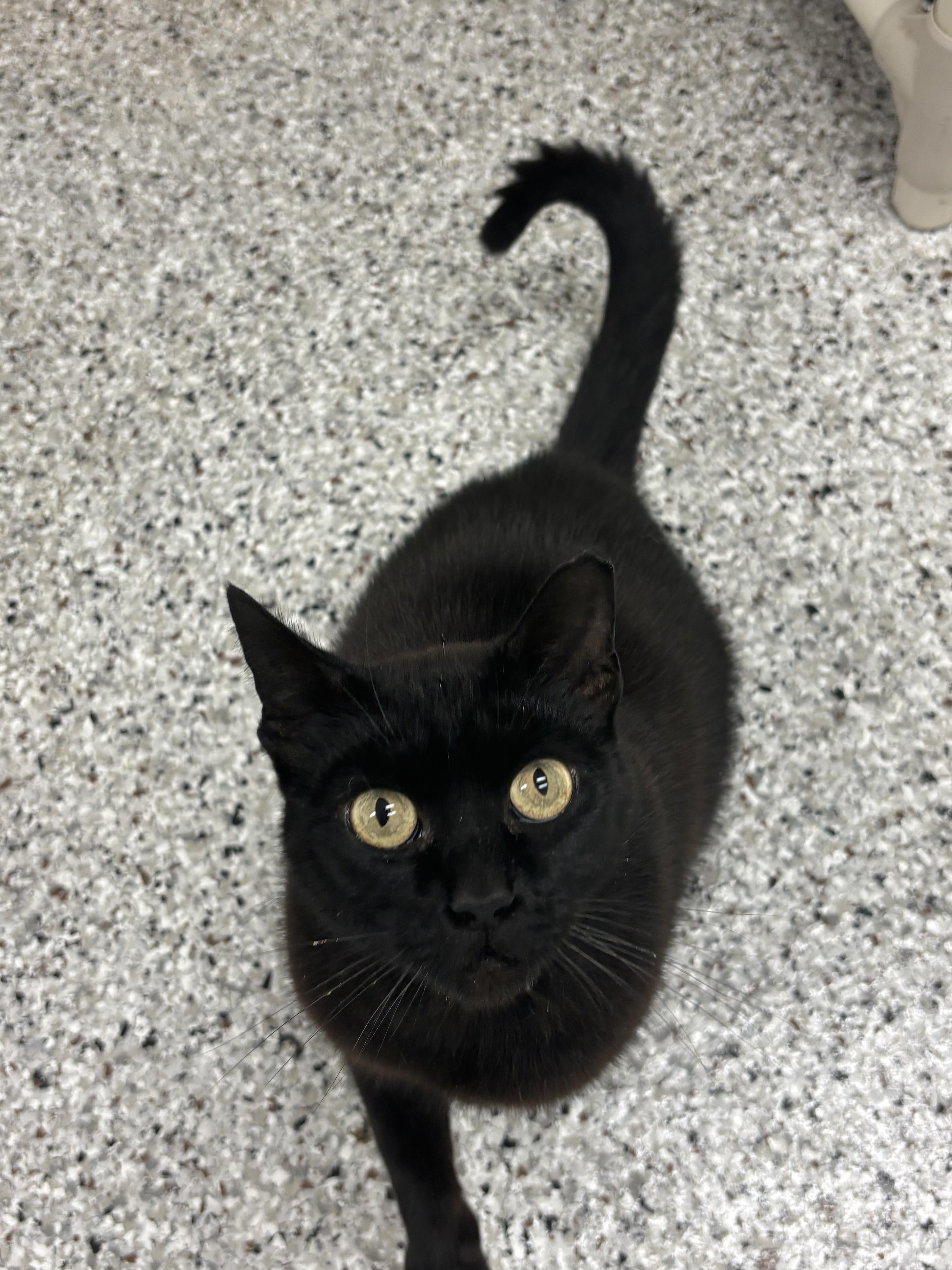 An adult medium-sized female Domestic Short Hair cat named Morticia for adoption in Mount Pleasant, MI