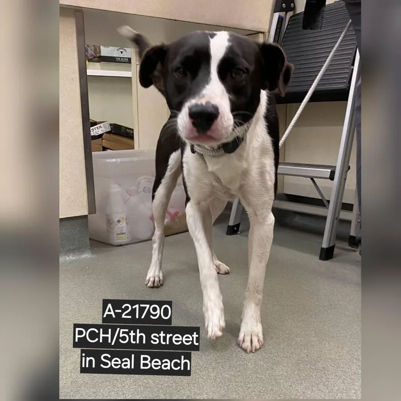 A baby medium-sized male Black Border Collie dog named Wagsstray for adoption in Westminster, CA