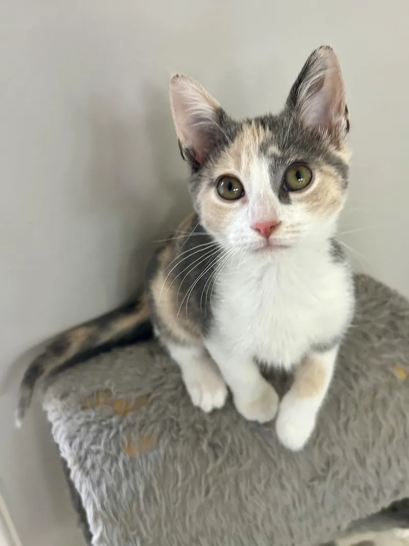 A young small-sized female Calico Domestic Short Hair cat named Misty for adoption in Murfreesboro, TN