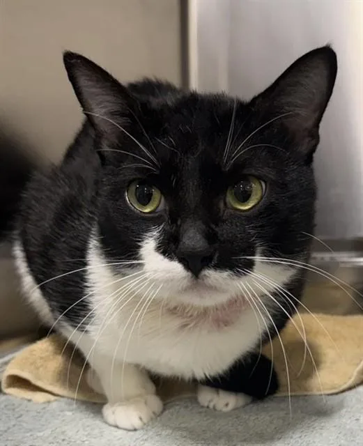 A young large-sized male Domestic Short Hair cat named Faber for adoption in Upper Marlboro, MD