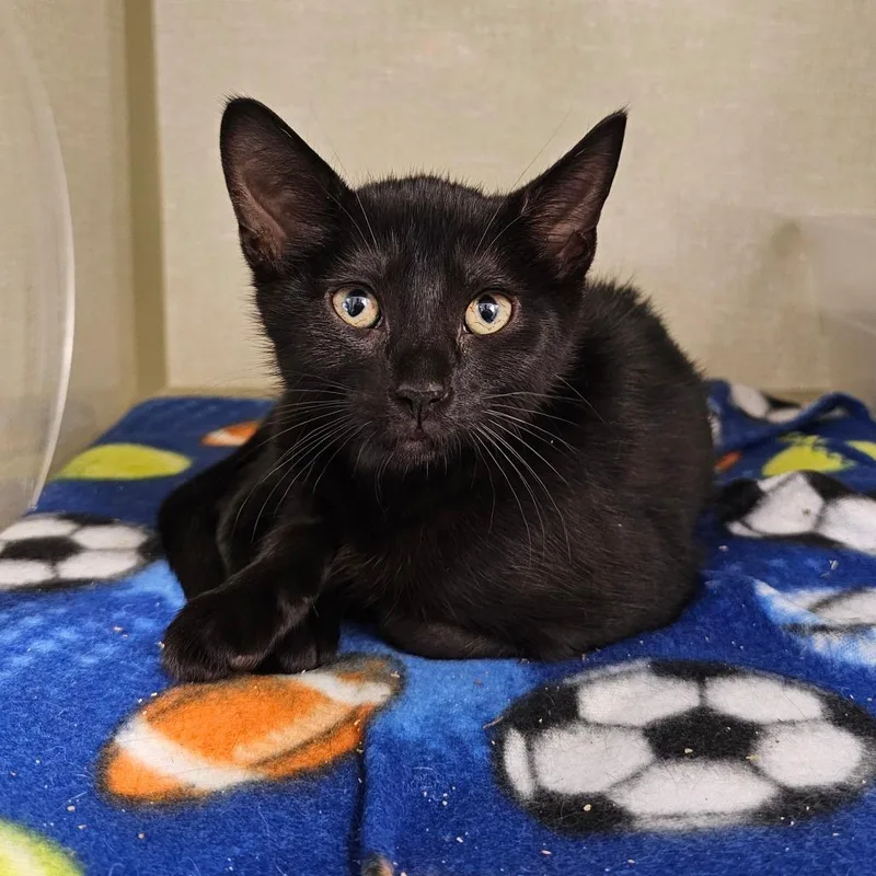 A baby small-sized female Black Domestic Short Hair cat named Maryanne for adoption in Monroe, MI