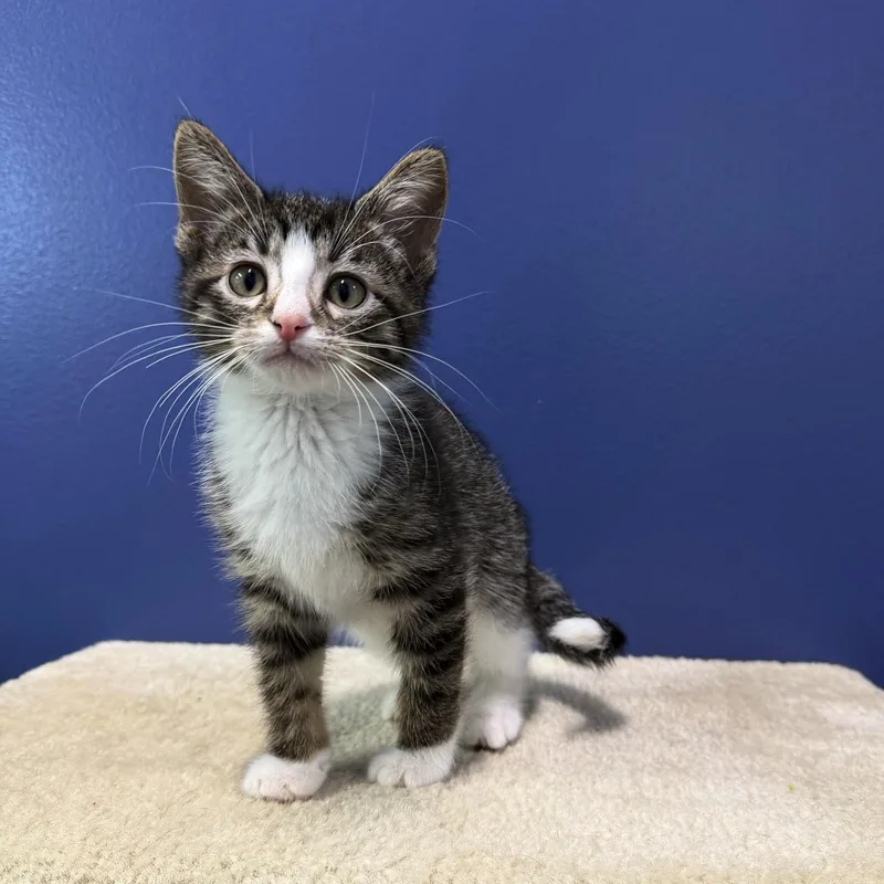 A baby medium-sized male Tabby (Gray / Blue / Silver) Tabby cat named Reef for adoption in High Ridge, MO