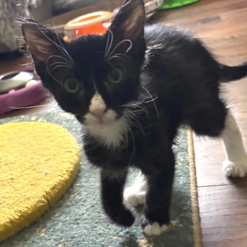 A baby small-sized male Black Domestic Medium Hair cat named Mr. Wilson for adoption in Bulverde, TX