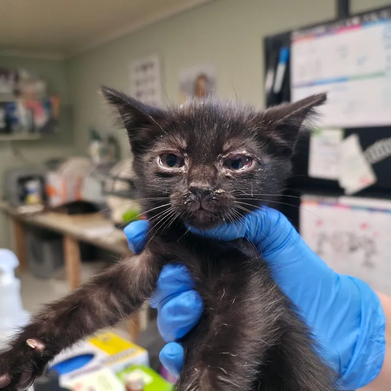 A baby small-sized female Black Domestic Short Hair cat named Prima Donna for adoption in Mount Juliet, TN