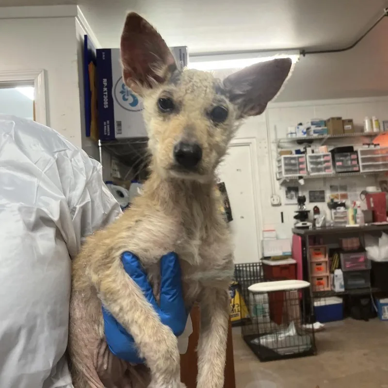 A baby small-sized female Yellow / Tan / Blond / Fawn Mixed Breed dog named Baby Dragon for adoption in Edinburg, TX