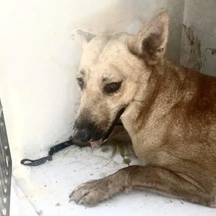 An adult large-sized female German Shepherd Dog dog named Dally for adoption in Houston, TX