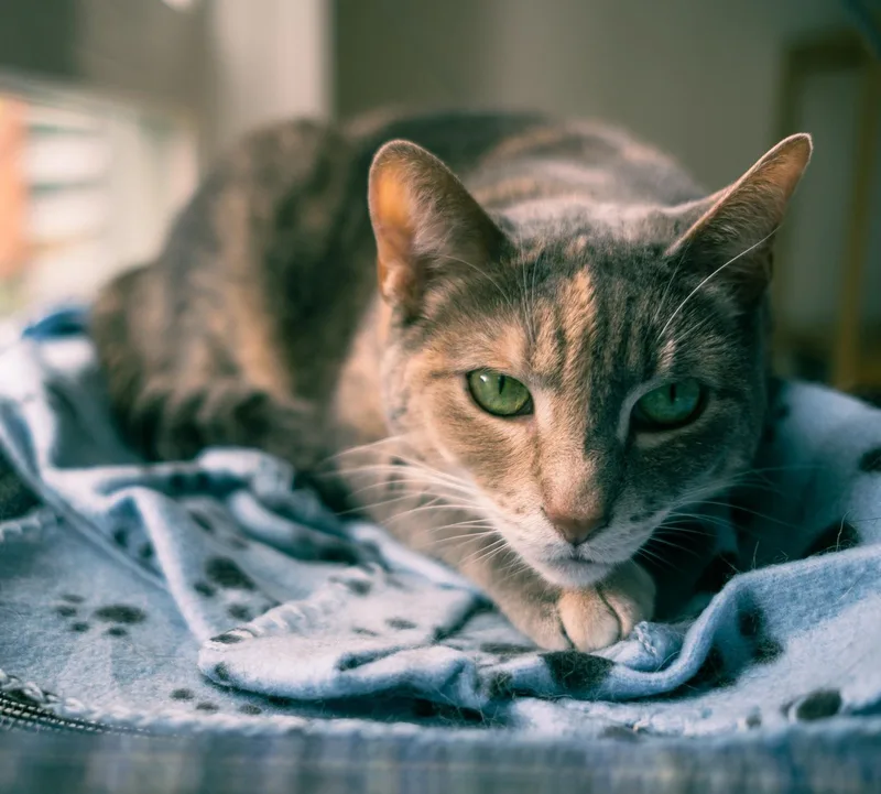 A senior large-sized female Dilute Tortoiseshell Domestic Short Hair cat named Vin for adoption in Amherst, MA