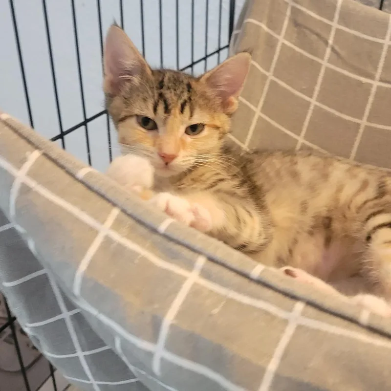 A baby small-sized female Domestic Short Hair cat named Leia for adoption in Portage, MI