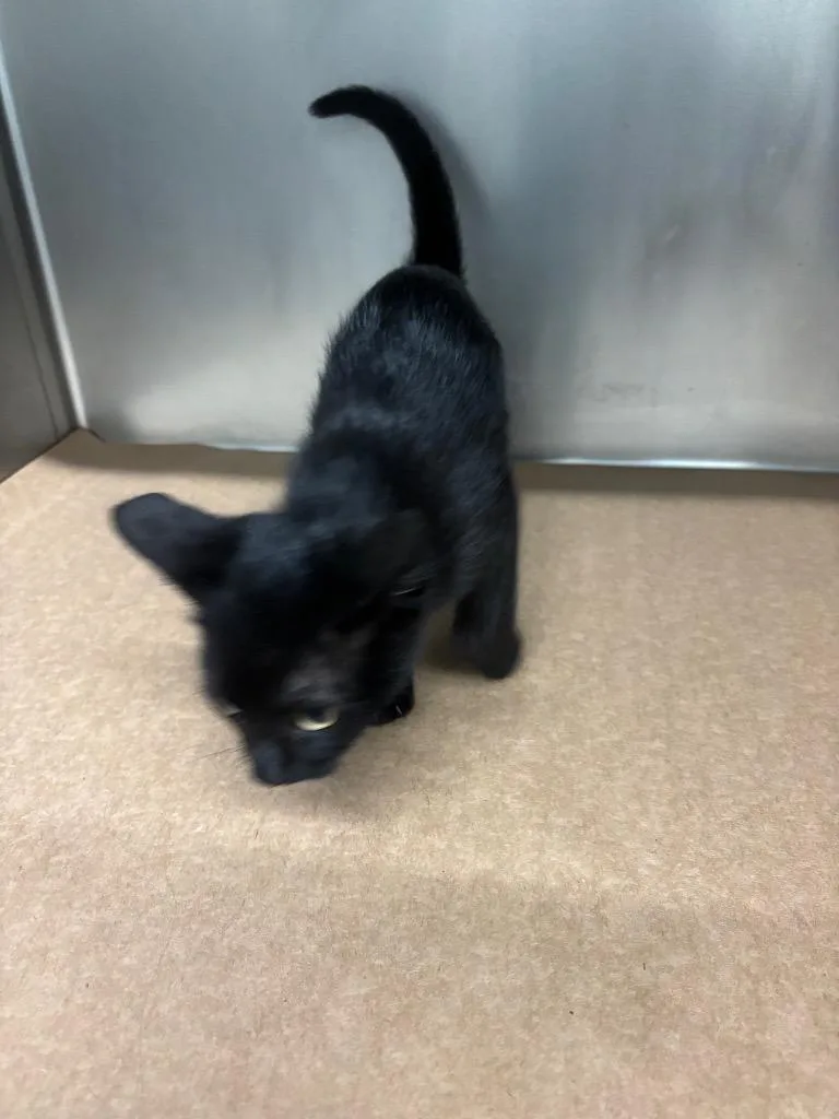 A baby medium-sized male Domestic Short Hair cat named Ward for adoption in Cartersville , GA