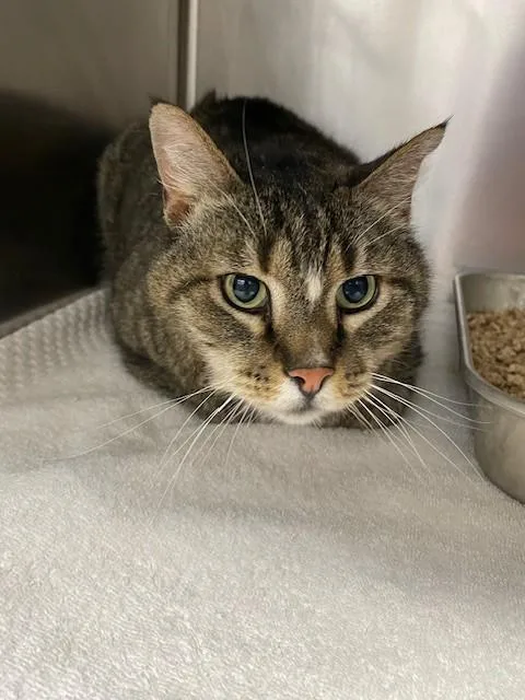 An adult small-sized male Domestic Short Hair cat named Zombie for adoption in Loveland, CO