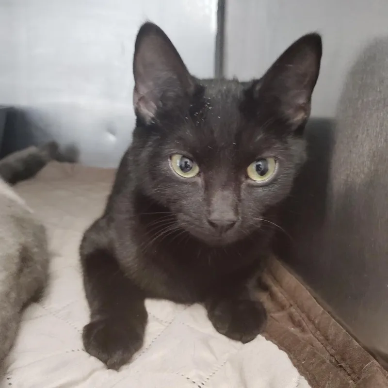 A baby small-sized female Black Domestic Short Hair cat named Salem for adoption in Valley, AL