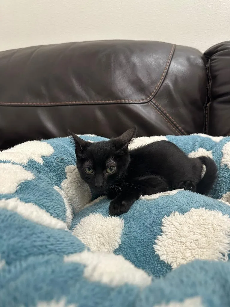 A baby small-sized male Domestic Short Hair cat named Sharky for adoption in Newberg, OR