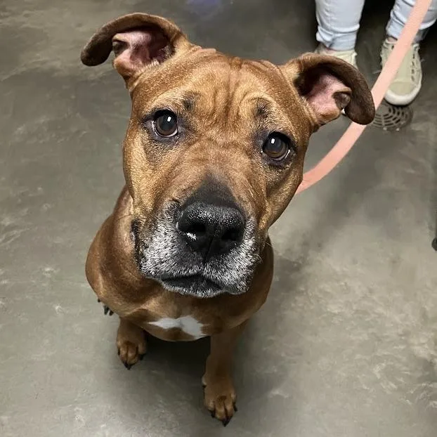 An adult medium-sized female Brown / Chocolate Mixed Breed dog named Beauty for adoption in DeKalb, IL