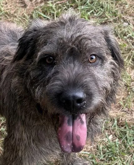 A young medium-sized male Terrier dog named Quigley for adoption in Carrollton, GA
