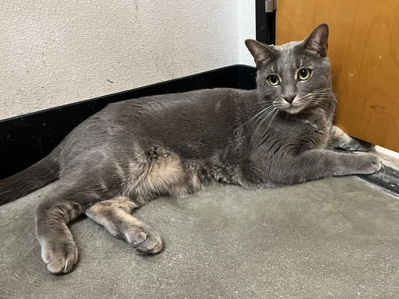 An adult small-sized male Domestic Short Hair cat named Meeny for adoption in Mission Viejo, CA