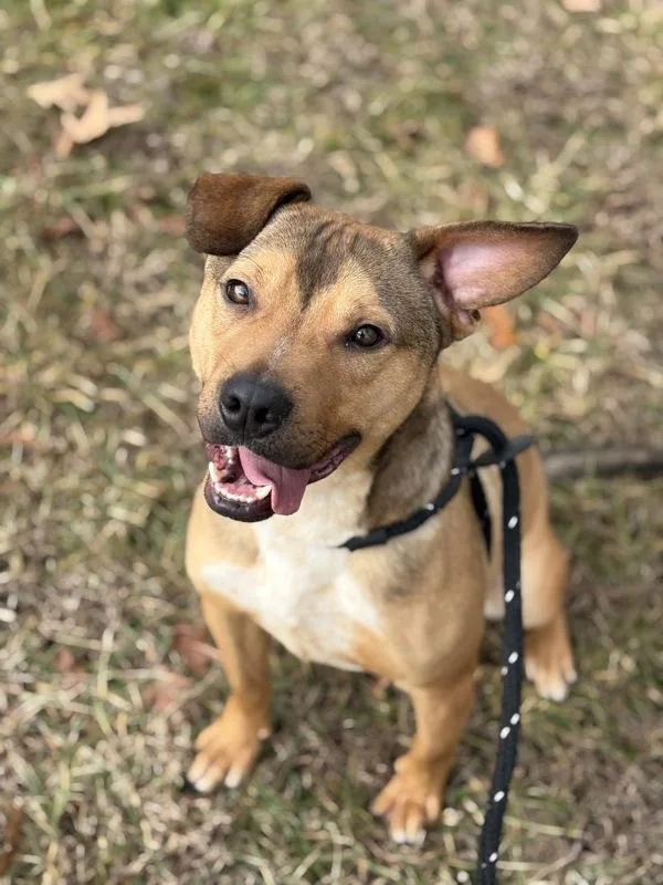 A young medium-sized male Pit Bull Terrier dog named Adirondack for adoption in Lancaster, OH