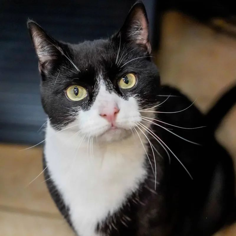 An adult large-sized male Black Domestic Short Hair cat named Durian for adoption in Thomaston, ME