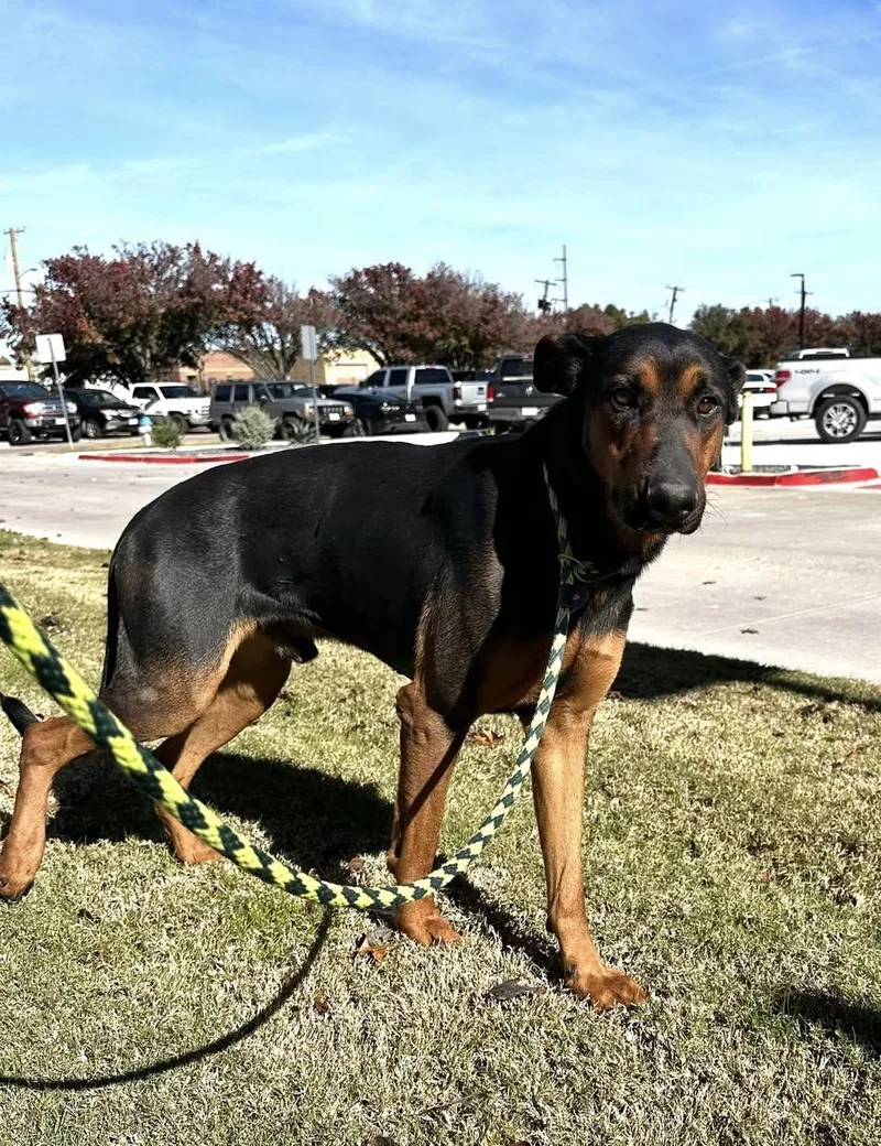 Maverick thumbnail 2