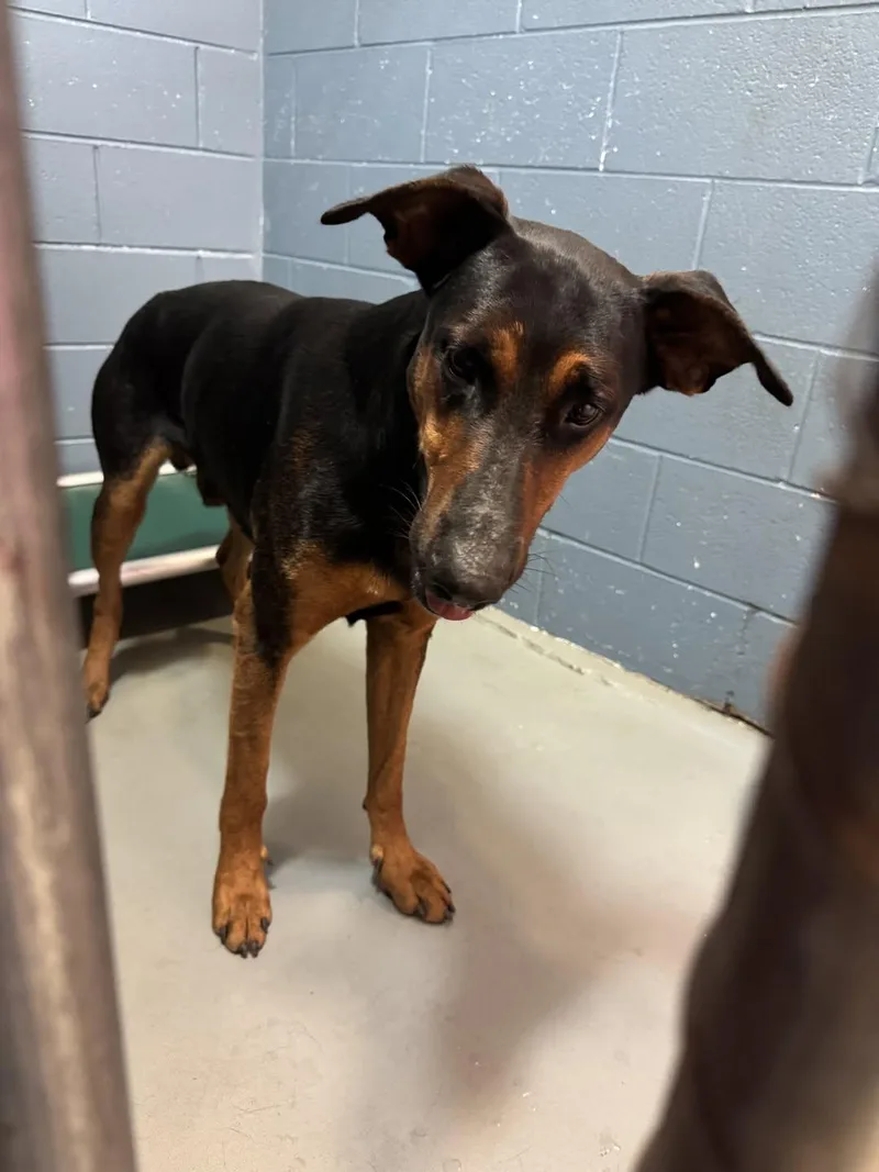 Maverick thumbnail 3