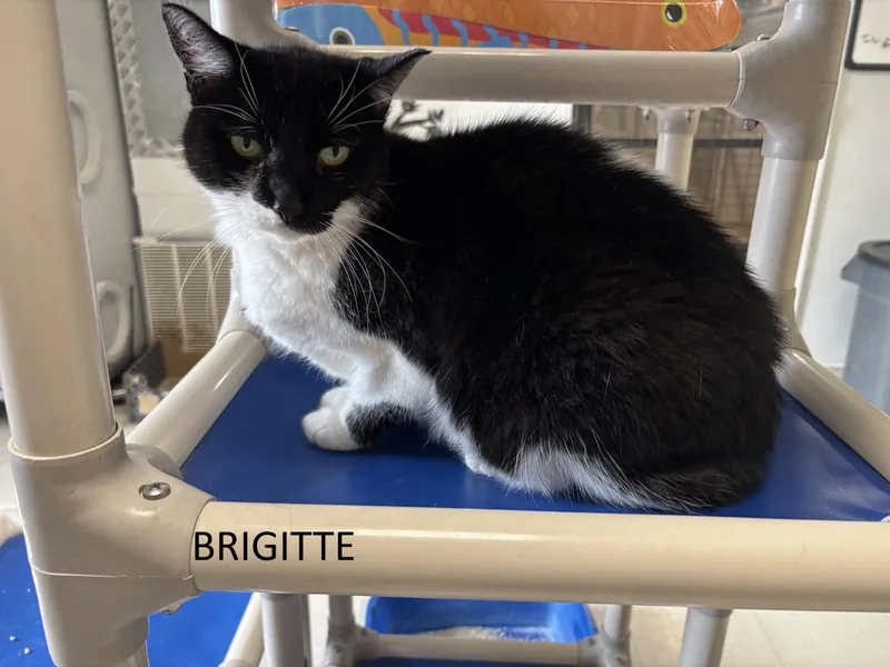 An adult large-sized female Black & White / Tuxedo Domestic Short Hair cat named Brigitte for adoption in Vernon, NJ