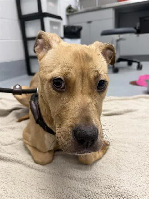 A young small-sized female Pit Bull Terrier dog named Sparky for adoption in Indianapolis, IN