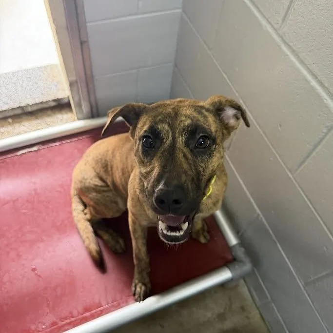 A young medium-sized female Brindle Hound dog named Brazil for adoption in Camden, DE