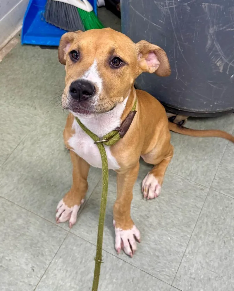 A baby medium-sized male Hound dog named Fox for adoption in Danielsville, GA