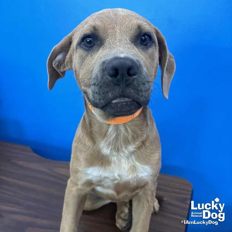 A baby large-sized female Labrador Retriever dog named Snow Mitten for adoption in Washington, DC