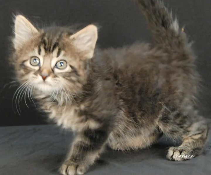 A baby medium-sized female Tabby (Brown / Chocolate) Tabby cat named Nyra for adoption in Newland, NC