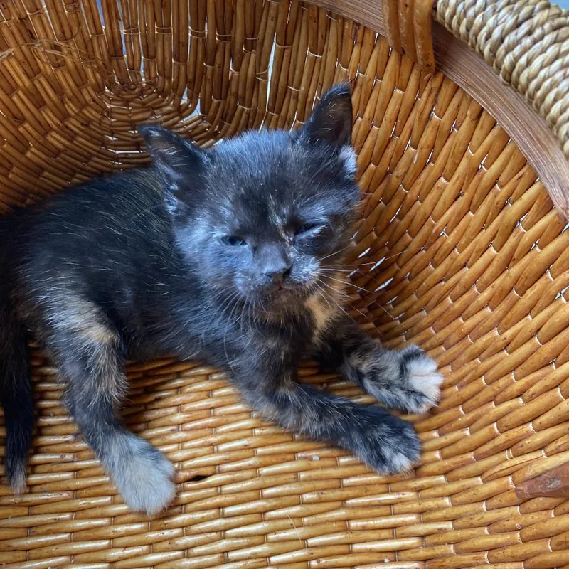 A baby small-sized female Tortoiseshell Domestic Short Hair cat named Marley for adoption in Columbia, MO