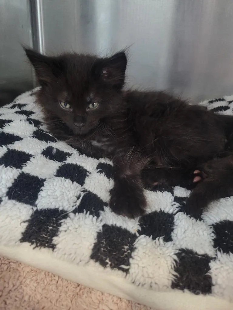 A baby medium-sized male Domestic Medium Hair cat named I Gibby Haynes for adoption in Ashland, WI