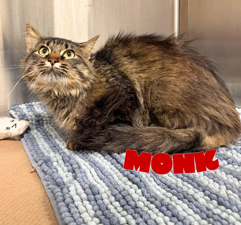 A young medium-sized male Tabby (Brown / Chocolate) Domestic Long Hair cat named Monk for adoption in Nevada, IA